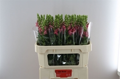 Antir Avignon C Rose 75cm