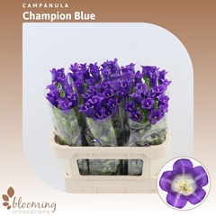 Camp M Champion Blue 70cm
