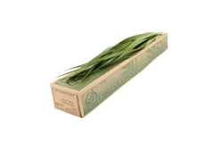 Typha Latifolia Bunch 70cm