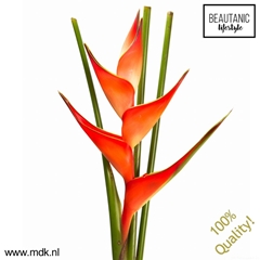Helic Tropical 100cm
