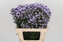 Ast Astee Milka 60cm 30gram