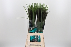 Penni Black Fox 70cm