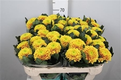 Chr G Tropicana 70cm 80gram