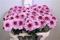 Chr G Pip 70cm 85gram