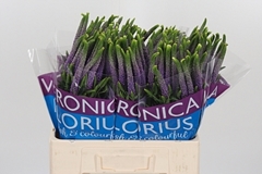 Veron Smart Viola 60cm