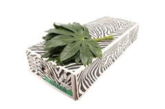 Fatsia Japonica Bs 35cm