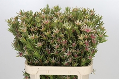 Leucad Ayoba St Pear 80cm