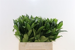 Laurier 55cm