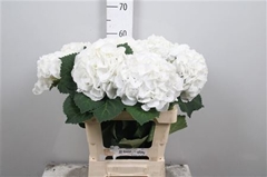 Hydr M Royal Princes 65cm 17cm Ø