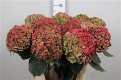 Hydr M Roy Anasta Cl 80cm 22cm Ø