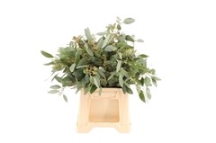 Euc Popul M Bes P Bs 50cm 150gram