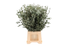 Euca Gunnii P Bs 70cm 300gram