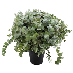 Euca Cinerea 70cm