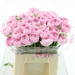 Ran Su Hanoi 40cm 50gram