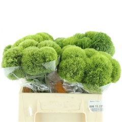 Di Barb Kiwi Mellow 35cm 99
