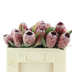 Protea Pink Ice 50cm