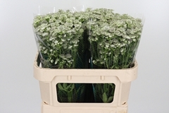 Astr Million Stars 70cm 33
