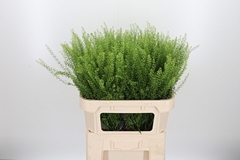 Thlaspi Green Bell 80cm 22gram
