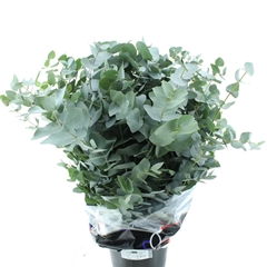 Euca Cinerea P Bunch 75cm 400gram