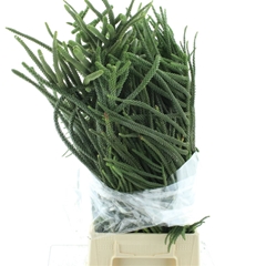 Araucaria Arauc Deco 65cm 500gram