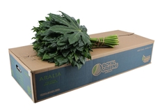 Fatsia Japonica Bs 50cm