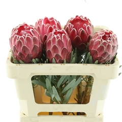 Protea Venus 50cm