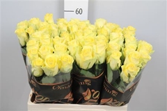 R Gr Minion Rose 60cm