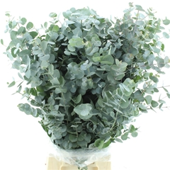 Euca Cinerea P Bunch 75cm 400gram
