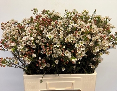 Chame Yarden 60cm 25gram 34