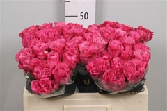 R Gr Country Blues 50cm