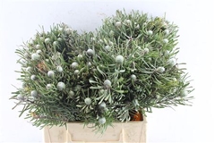 Leucad Galpinii 40cm