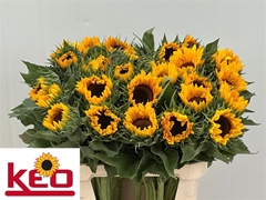 Helian An Sunrich Or 80cm 23