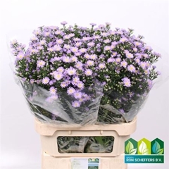 Ast Cassandra 85cm 40gram