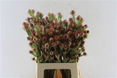 Leucad Jubilee Crown 60cm