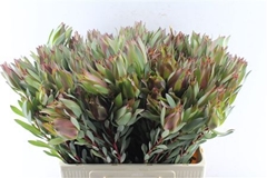 Leucad Other 60cm