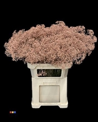 Gyps Million Star Terracotta