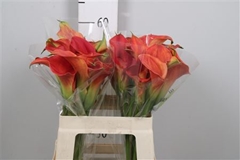 Zanted Sunset Passion 60cm