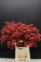 Bes Op Stok Rood Metallic
