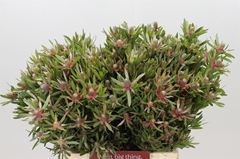 Leucad Ayoba St Pear 40cm