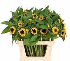 Helian An Sunrich Or 80cm 13
