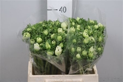 Anem Co Marianne Whi 40cm