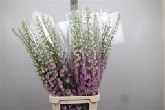 Delph Del Pink Power 120cm 23