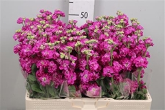 Matth St Deep Rose 55cm 23