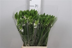 Ornit Thyrsoides 70cm