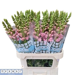 Antir Potomac Pink 80cm