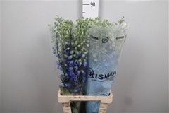 Delph Cand Bl Shades 80cm 34