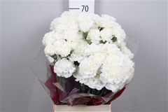 Di St Moonlight 65cm 14