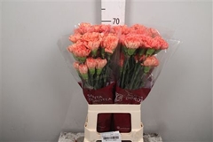 Di St Hermes Orange 65cm 13