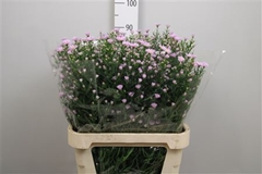Ast Claudia 90cm 40gram