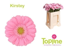 Germini Kirstey 50cm
